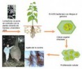 /album/fotogaleria-de-la-agrobacterium/images-2-jpg/